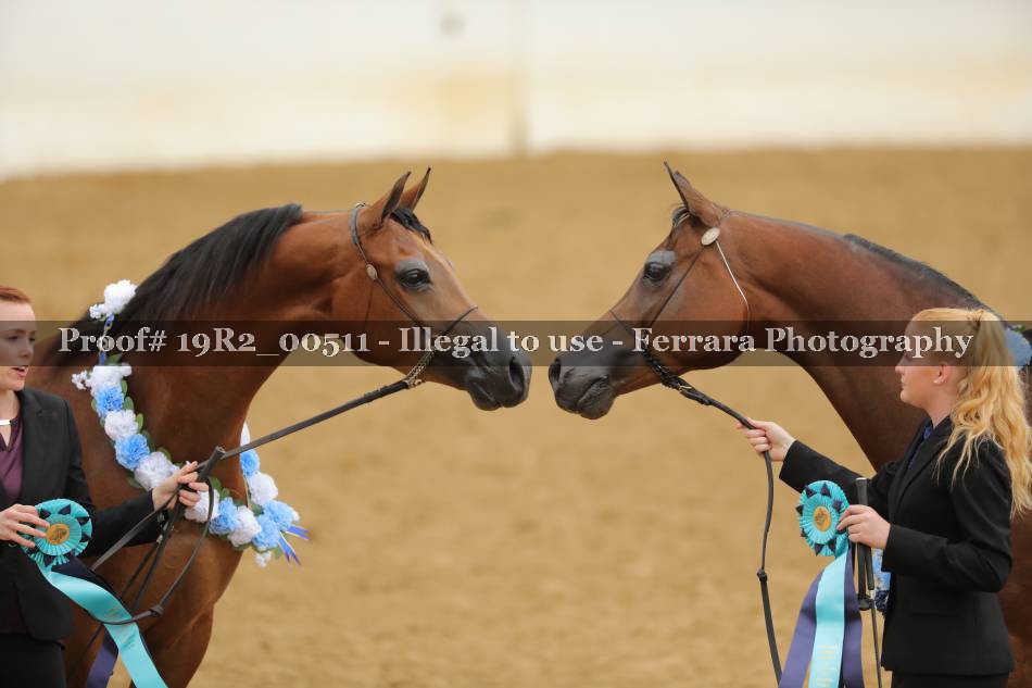 Proof 19R2_00511