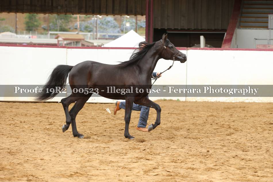 Proof 19R2_00523