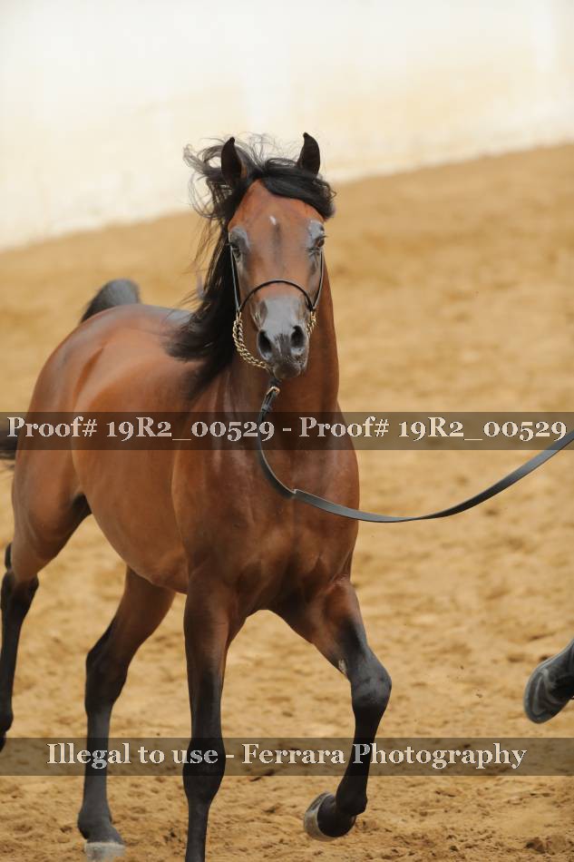 Proof 19R2_00529