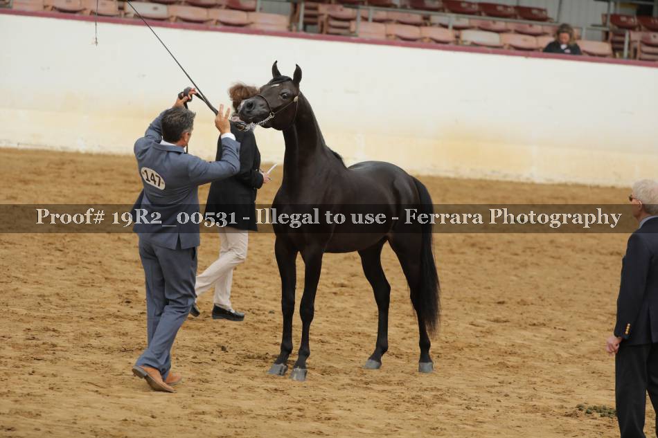 Proof 19R2_00531