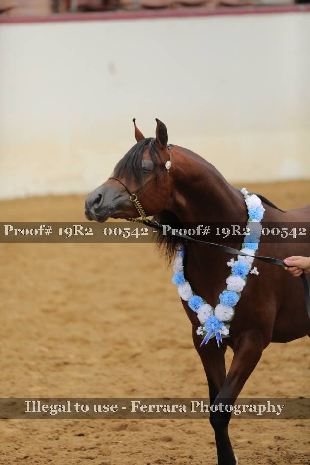 Proof 19R2_00542