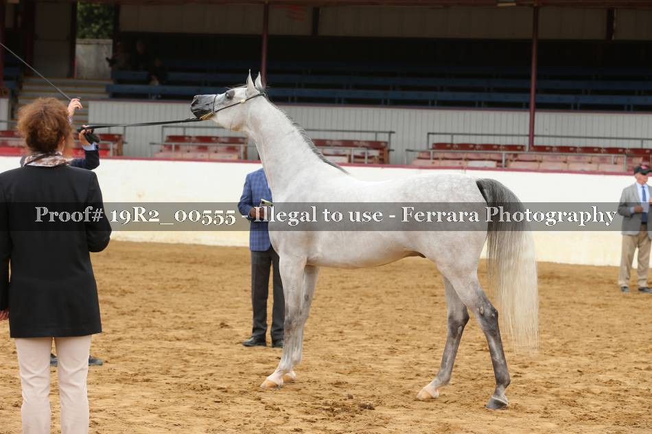 Proof 19R2_00555