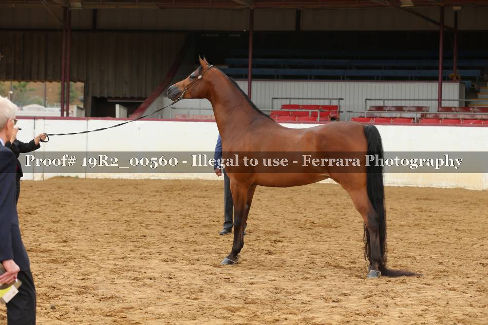 Proof 19R2_00560