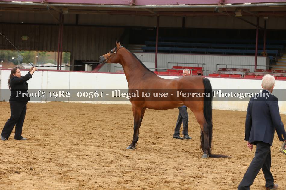 Proof 19R2_00561