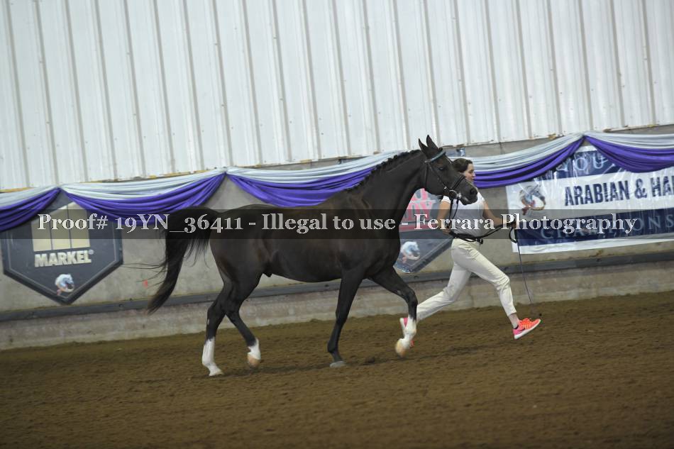 Proof 19YN_36411
