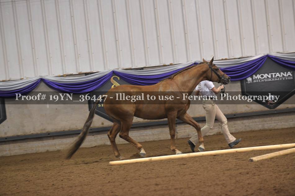 Proof 19YN_36447