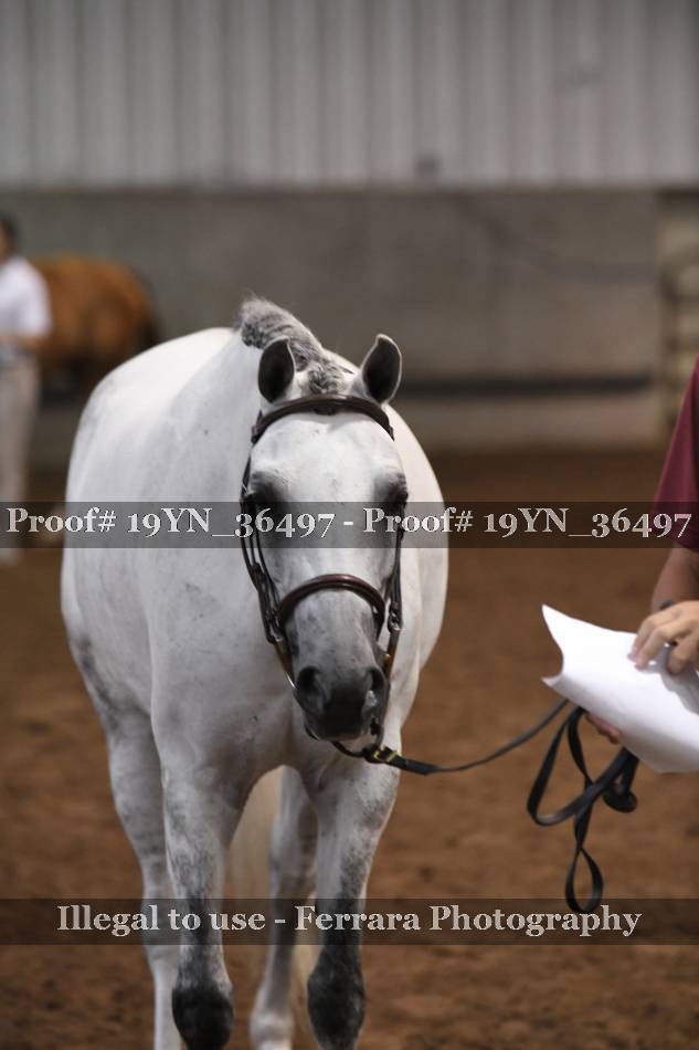 Proof 19YN_36497