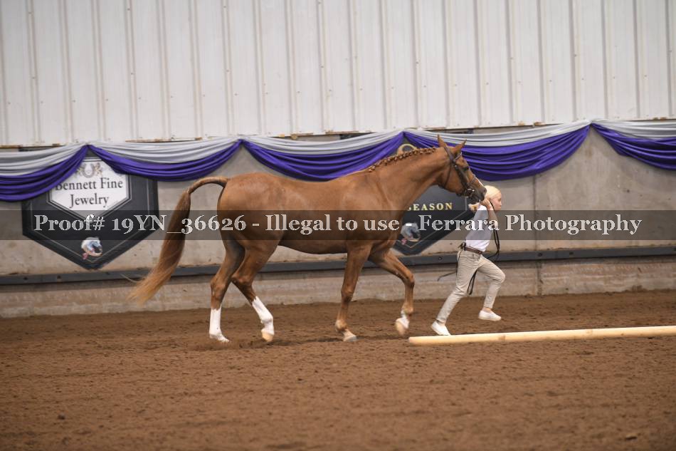 Proof 19YN_36626