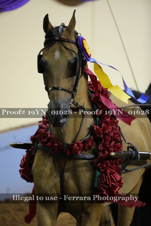 Proof 19YN_01628