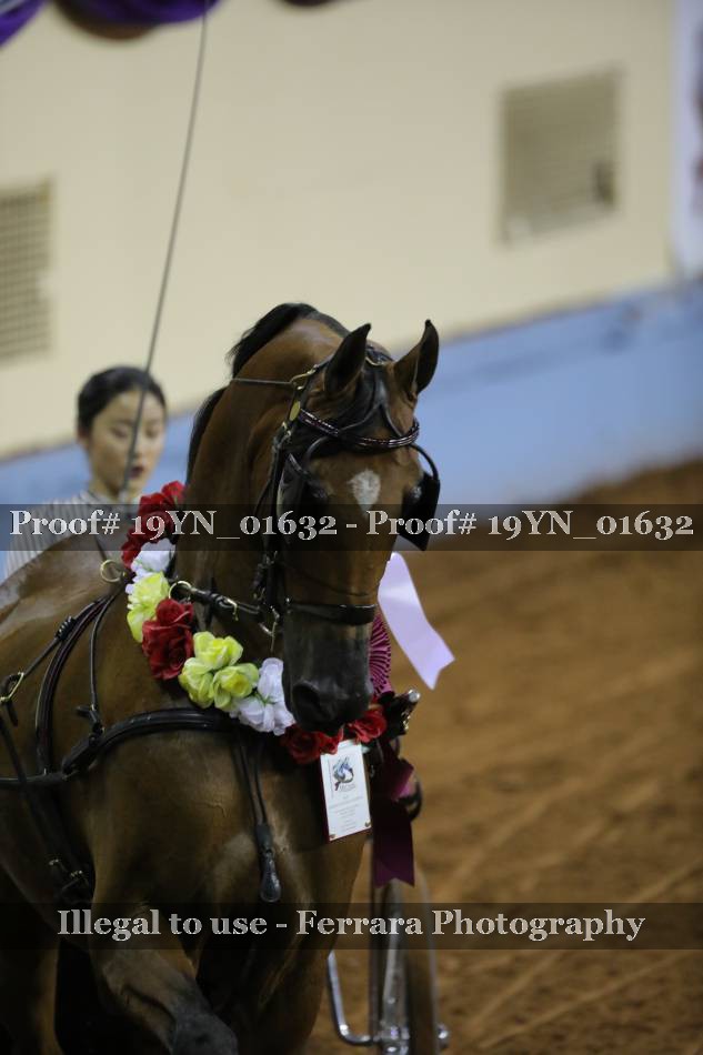 Proof 19YN_01632