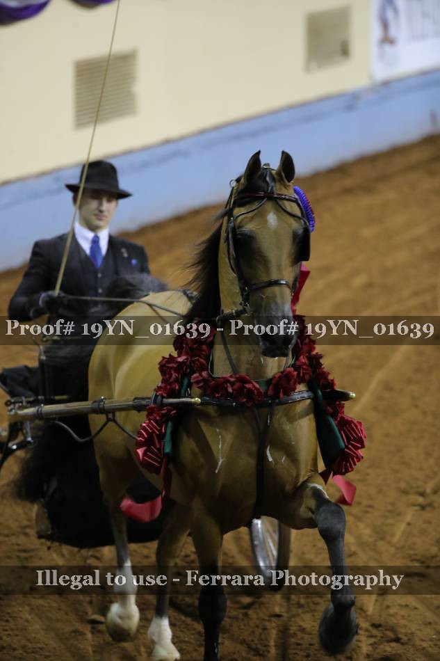 Proof 19YN_01639