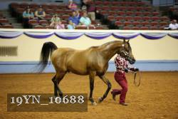 19YN_10688 proof