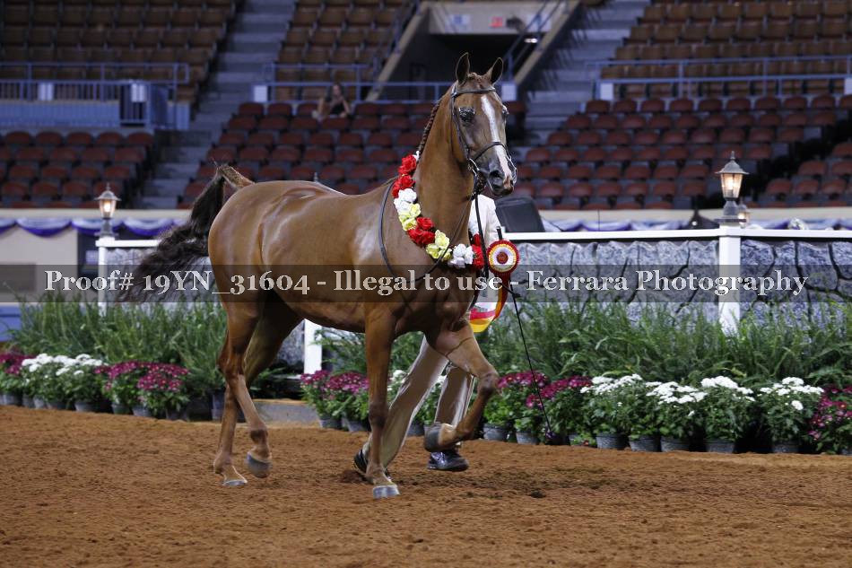 Proof 19YN_31604