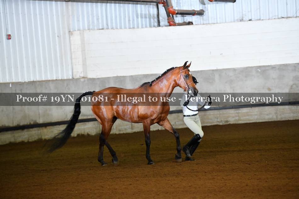 Proof 19YN_01081