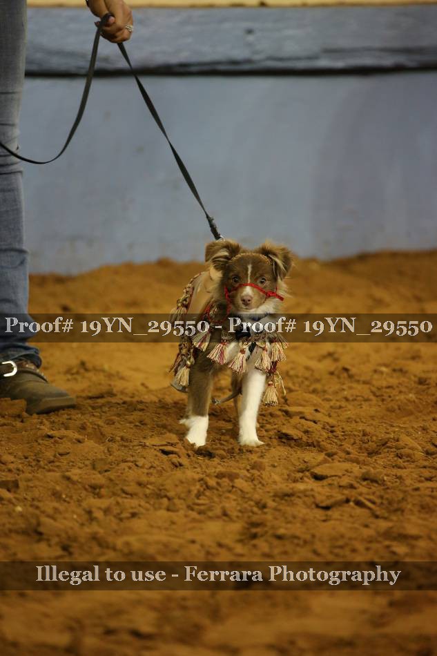 Proof 19YN_29550