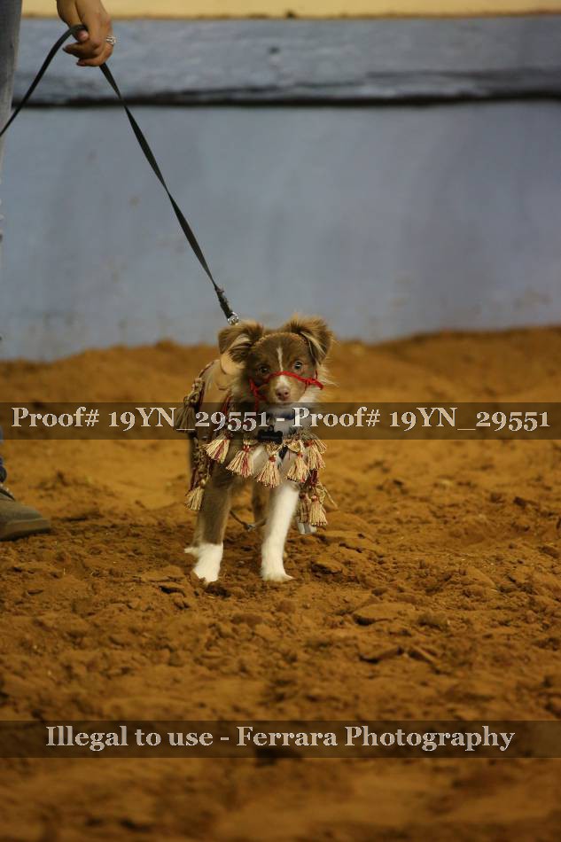 Proof 19YN_29551