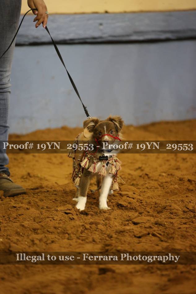 Proof 19YN_29553