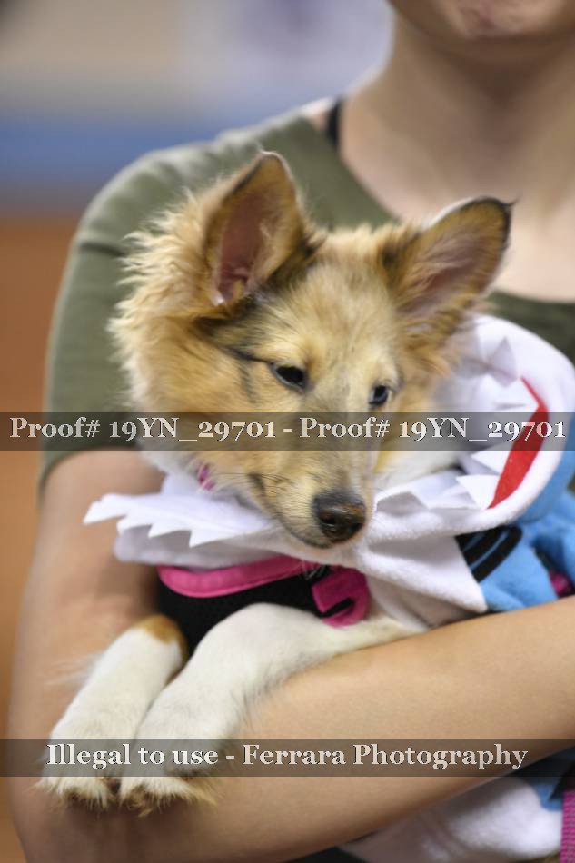 Proof 19YN_29701
