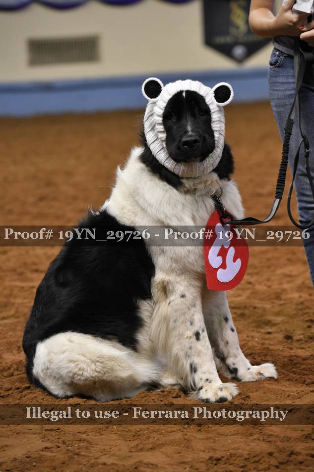 Proof 19YN_29726