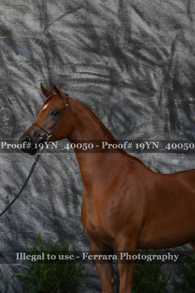 Proof 19YN_40050