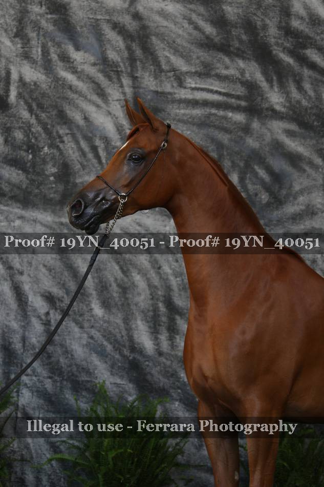 Proof 19YN_40051