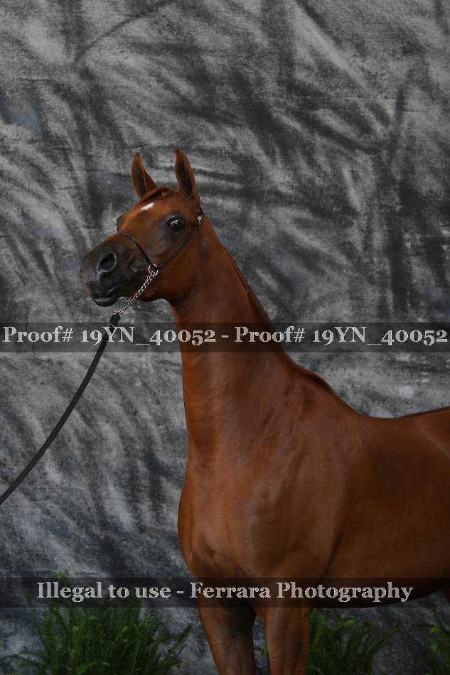Proof 19YN_40052