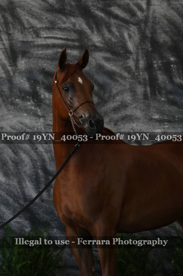 Proof 19YN_40053