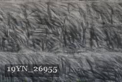 19YN_26955 proof