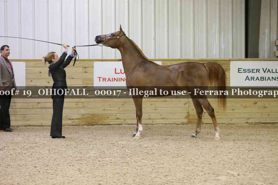 Proof 19_OHIOFALL_00017