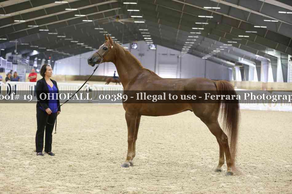 Proof 19_OHIOFALL_00389