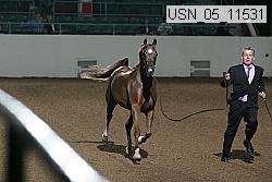 usn_05_11531 proof