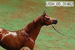usn_05_31462 proof