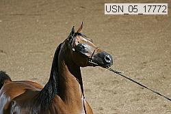 usn_05_17772 proof