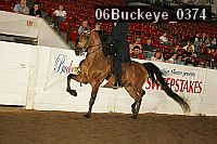 06buckeye_0374 proof
