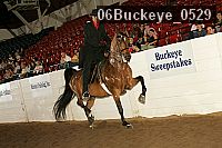06buckeye_0529 proof