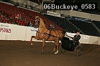06buckeye_0583 proof