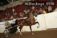06buckeye_0590 proof
