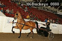 06buckeye_0888 proof