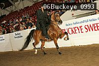 06buckeye_0993 proof