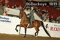 06buckeye_1019 proof