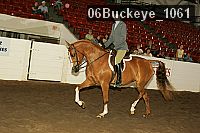 06buckeye_1061 proof