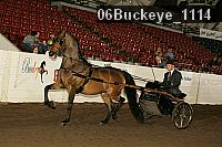06buckeye_1114 proof