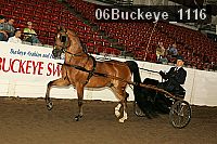 06buckeye_1116 proof