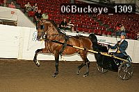 06buckeye_1309 proof