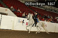 06buckeye_1467 proof