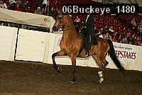 06buckeye_1480 proof