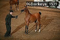 06buckeye_1539 proof