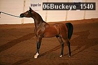 06buckeye_1540 proof