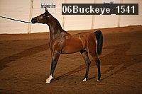 06buckeye_1541 proof