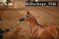 06buckeye_1546 proof